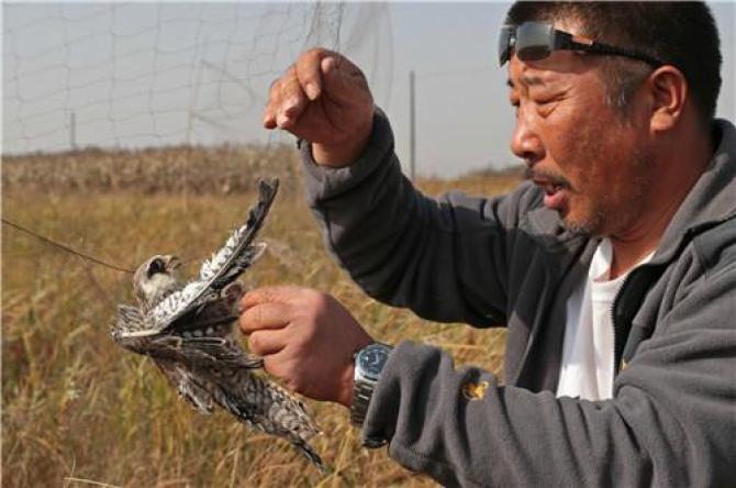 �ҹ���Ұ�������������ܵ��Ժ���Ϣ���ƻ���˫���˺���Ұζ���öԺ����������в�Ѿ��������Ը��ӵĵز��������ع�ý�屨���Ĳ���ȫ���ƣ�2002����2012�꣬���й�ÿ����Լ40�֡�8����12��ˮ������ɱ�����а����㡢Ѽ������ࡣ����ֻ�Ǳ�ɽһ�ǣ������г����������á��걾���õȣ�Ŀ���ܺ��ּ��������������ࡣ  �ڴ�ͬʱ��ʪ�ص�Ұ������ؼ���Ϣ�ز���ɥʧ�����º��������������Ϊ����ü�ޡ�2014�꣬������ҵ�ֹ����ĵڶ���ȫ��ʪ����Դ��������ʾ���ҹ���Ȼʪ�����������337.62���꣬������Ϊ9.33%�� ��������ٶȣ��й���ʪ�غܿ��ܻ�������������ڣ�����Ǩ��ͨ��&ldquo;����-�Ĵ�������&rdquo;�ϵİ�������޿����档