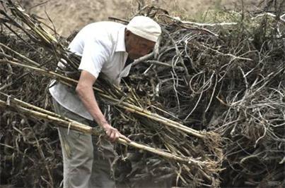 �����ĸɲ�������һ�졿����ү81�꣬�ϰ�ȥ�����꣬��Ψһ�Ķ���һ�����ǰ������������ţ�����û���չˣ��ֵء�����������Ҫ�Լ�һ������ɡ�����ĵľ��ǣ��Լ��ɲ����ˣ���ô�죿 