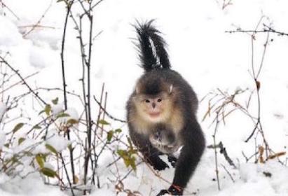 1Ԫ����������һ�������� 10Ԫ����������һ����ζ�����ܡ� 30Ԫ����������һ�����������������ӡ�ƻ���ɡ���������ײˡ��Ϲ��Ӷ������ǵ���� ����һ�ݸ��裬����С�����Ƕ�һ�ݱ�������һ��Σ�ա�