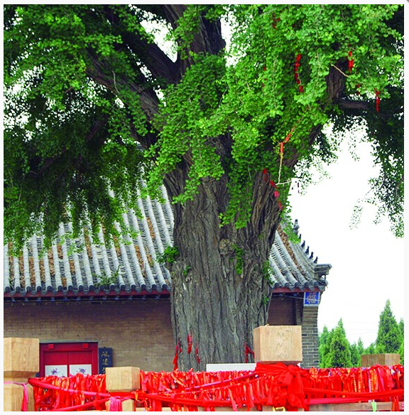 ���������ǣ������ػ���1370�� ��������䣬����������Ѿ���Ĭ�����ڴ�����Ӫ���Ӵ����������ڡ� �������ǳ��в׺�ɣ��ļ�֤�ߣ� ����Ϊ��������ľ�����Ǹ��Ǵ����еľ���ͼ�ڡ� ������ľ��Ҫÿ���˵�Ŭ���� ������һ���ػ����ǣ������ػ������ľɹ����������롣 ������Ҫ��ʲô��