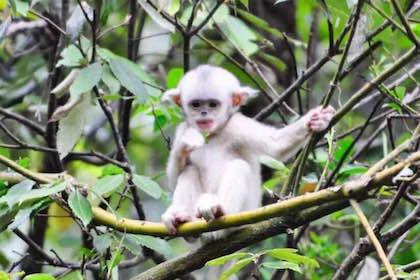 ÿ�궬����С���������Ѱ���ʱ���ܲ��ܻ���ȥ����Ҫ���ܲ��ܻ�����ǵĵ�һ�������ˡ�һ��ÿ���11�·ݣ���ѩ��ɽ����ʳ�ͳ������ǵĴ����⣬�ں�Ⱥ��ʳ�Ĺ����У��ܶ�С������Ϊ������֧�����ӡ�