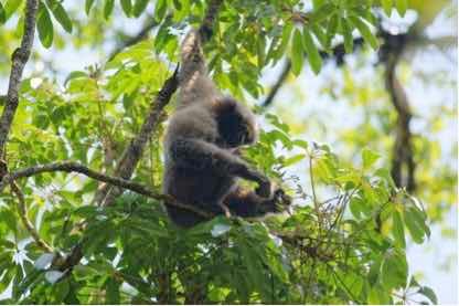 ����������������ü����ԳΪ�ڡ����������еĺ�����Ϊ&ldquo;�ں�&rdquo;������Ϊ��������������᲻���õ磬��������ˮ��ȡů�����ղ�ÿ��Ҫ��������ɭ�֡�һ�����ȥ������ü����Գ����Ϣ��������������������ѱ��������