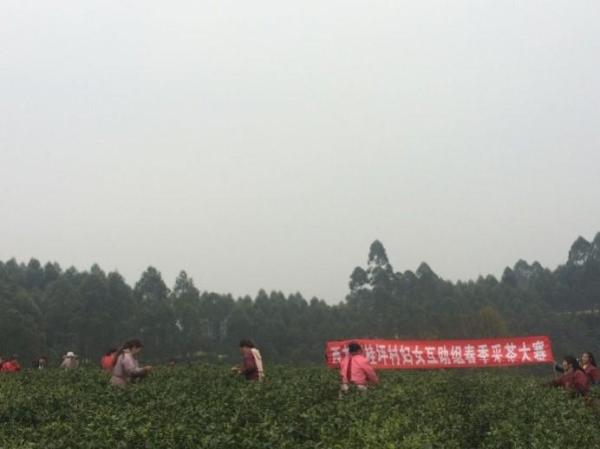 善款去向
