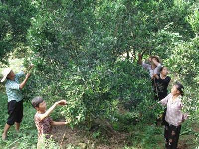 ����Ŀ����֧����������������Ҵ�3����Ů�����齨�裬ʵ�ֹ�ͬѧϰ���������л��������ľ��񣬹�ͬ��չ������Ŀͨ���Ի�����Ϊ��λ���Ի�����ΪŦ����ʵ��ɽ�帾Ů���ҹ���������ѧϰ�����ҷ�չ���������֣�������ظ�Ů���ʺ�����������ũ�����ظ�Ů��ũ�徭����Ṥ����