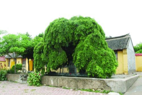 ��������ս�������͹�������������ִ������ ��԰�ڴ����ͣ�������һ��150����Ĺ��������� ֦����������ͬ�����ڷ�20���ס� ��˵��������������������������ϣ��������峤���η�������� ����޴�������ǡ�������������ҷֽ紦���ڵ��������ź�г���ƽ������Ŀ�ƻ���