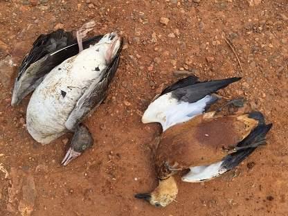 ��������Щ̰�������ڴ�������⣬���ǻ�������ף���ȥ͵�񵰣�����Ͷ����2015�꣬��ӳ������Ķ�Ա�Ǿͺ͵�����ҵ����һ���ս���30�׳������ӣ������Щ���ӷ��ڲݺ���һ��Ϳ���ץ25ֻ��