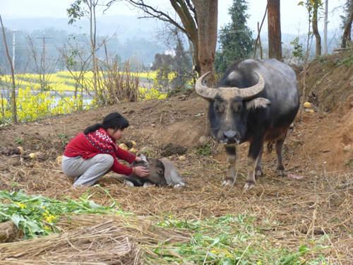 СԲ�ǲ��ҵģ������ճ������þ�������������ù�ض�����ʧ������Сʱ����ĸ���죬ĸ���뿪������������ֻ����үү����Ϊ������һֻ����һ���£�СԲ�����Ż�¶���ѧ�ڼҡ���ѧ��ԭ���ɼ����ѵ�СԲû�м�����ȥ��ѧ���ɲ����飬����δ����ʲô�أ�