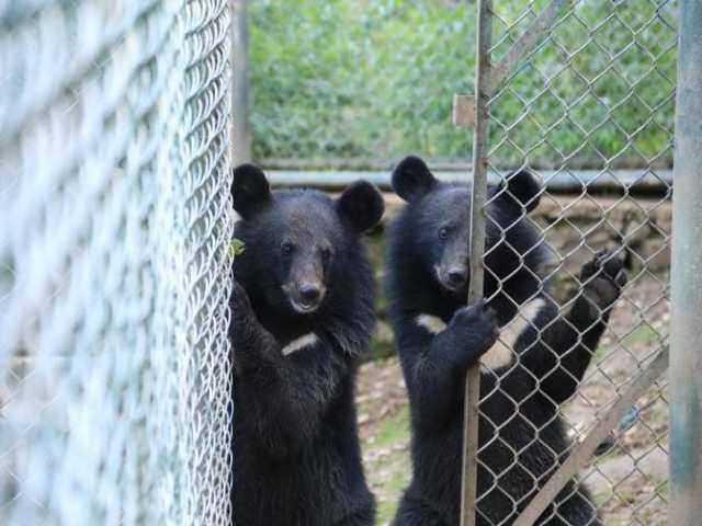 ����ʡ��ɫ������չ����ᷢ�����ĿΪ���ܷŹ�ԭʼɭ�ֳＯ�Ź��ʽ𡣾�������Ұ��Ź�һֱ��Ұ�����������ƿ��������ȱ�ٷŹ鶯��ʵʱ������ݣ��Ź���Ч�Ժ��ѵõ��жϡ����˴�û�а취���պ��ܷŹ��Ķ��򣬱㲻��֪�������Ƿ��ܳɹ��ع�ԭʼɭ�֡�Ϊ���ܴ���GPS������Ȧ�����Խ��������⡣