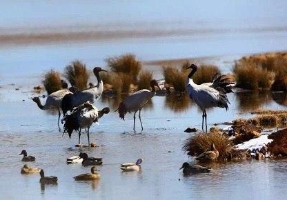 ���ϴ�������ݺ�ʪ���ǵ��͵ĸ�ԭ��ˮʪ�ؼ�����ʡ��Ҫ��ˮ��Խ����������������Ļָ������ݺ�ʪ���Ѿ�����40���ֽ���ֻˮ���ڴ�Խ������ˮ����ˮ����10����ˮ���ļ�Ҳ�ڲݺ���ֳ��