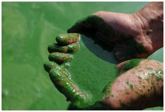 ����λ�ںϷ��ϲ������й����ˮ��֮һ���г������33��������Ϊ������ҵ��ũҵ�ṩ��Դ�������ܱߵ���960���������ˮ��ˮԴ������ˮ�ʶ񻯵�ԭ��֮һ�ǻ���ũҩ��ɵ�ũҵ��Դ��Ⱦ��