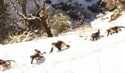 ����ѩɽ����������1000��ֻ���˿������������Ԥ����200ֻ����һ��ֻ��30%�ܻ������� ����Щ��Ⱥ�У���һ������Ϊ��Ϣ���ƻ�����Ϊ���ţ�����û�취Ǩ�㵽���ʵĵط���ʳ��������Ϊ���������������ᣬ�ڿ�ѧ��ָ���£��Ѿ������˶������΢�˹���Ԥιʳ����ȡ���˺ܺõ�Ч����