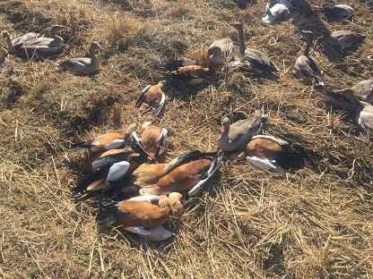 ����һ������ɹ�;�Ļ���12ֻ����Ѽ��3ֻ���㣬ȫ����Ͷ�����������Ƕ�����Ϊ��Σ���ֺ�ɫ��¼��