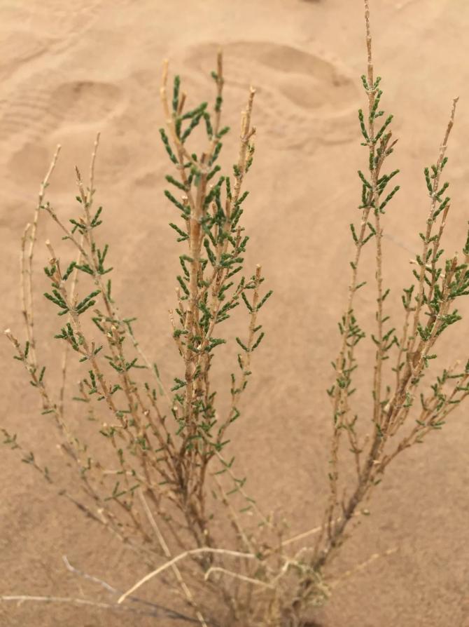 ֲ�����֡�ֲ�ݹ�ɳ������ɳ�ϵ�ɳĮ�������յ��˺ܺõ�Ч���������ȥ�����ｫ��һƬ��ɫ�ĺ���