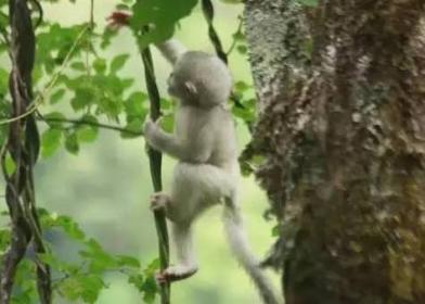 ����ѩɽ�����ڵ��˿�ﱣ��30���꣬���ڵ��˿�������ϰ��ʮ����Ϥ��30����Ĺ۲���о���������ԱҲ����������һ�ױ������˿��Ŀ�ѧ��Ч��������΢���˹���Ԥιʳ�Ѿ��ú�Ⱥά���ڻ����ȶ������������꣬������һ��Ϊ��������һ�Ͱɣ�