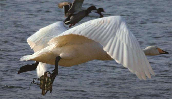 ���и���Ļ����ˣ��ں���������һ����Ƶ���Ȼ��������Ĺ�������ΪѲ������ȫ�����أ�������Ѳ���Ļ��������ڳ�Ϊһ�����ͥ����Ҽ���һ�����໥���������ú���ɹ�������ȫ�����������ϣ���ҹ����Ȼ����飬һ��Ϊ������ȫ��ͨ����   Ҳ����ͨ���������⣺Ϊʲô����������������Ĺ�������ͬ����Ҫ����Ϊ��������̬��������Ҫָʾ�꣬����Ұ�����࣬�����Ǳ�����һ�����֣�����ͨ������Ұ��������Ϣ�أ��ﵽ������̬��ȫ����������ɳ�����չ����Ҫ;����