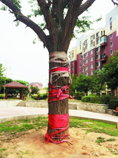 &ldquo;�Ŷ���&rdquo;��������ǧ�꣬������˭���ػ��� ����������԰�ֳ��С�����ɭ�ָ����ʴﵽ44%. ��������������̻������ĳ��У��Թ�����ľ�����ȴ��Ȼ���з����� 600����������һϢ��������Χ�ѷ�������ɣ����������. ��Щ��Խ��ʷ���Ʋ�ɣ�Ĺ����ǣ�ȴ�����赲������ǰ���˺���������ô����