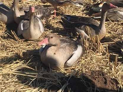 ������������Խ����Ҫ�����ˣ�ȴ��������Ͷ����12ֻ����Ѽ��4ֻ�����ж�����������15ֻ�ж�����Ϣ�д�Ļ��㣬��ӳ����̺����Ļ���ǵ����ݺ���Ȼ�������ľ��λ����ŵ����ڴ���Ȼ����Э���ѧ�ҵİ����£���ӳ������Ķ�Ա�ǰ���15ֻ��Ȼ��ˡ���Щ�����Ǩ��Ķ��飬��ȥ������ǵ��ó̡�