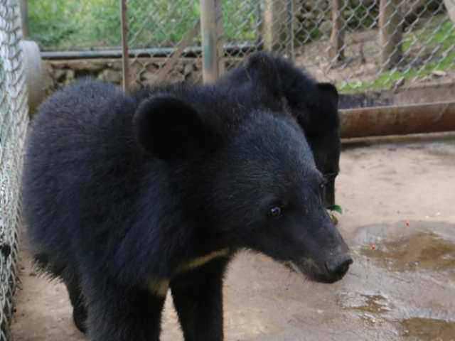 �ܴ��ܶ�ֻ��10���´󣬵�������Ѿ��ܴ��ˣ������Ѿ����˻��������漼�ܣ����������ʺϷŹ��ʱ�򡣾���վ�ƻ���9��ĩ��С����ʵʩ�Ź飬�԰������ǳ���ɭ����ʳ����ḻ���＾������ӦҰ����������Ҫ����ɹ���Ȧ��������ҪΪ��ֻС��׼��2��������������Ա�������������Ǵ��ص�ԭʼɭ�֡�