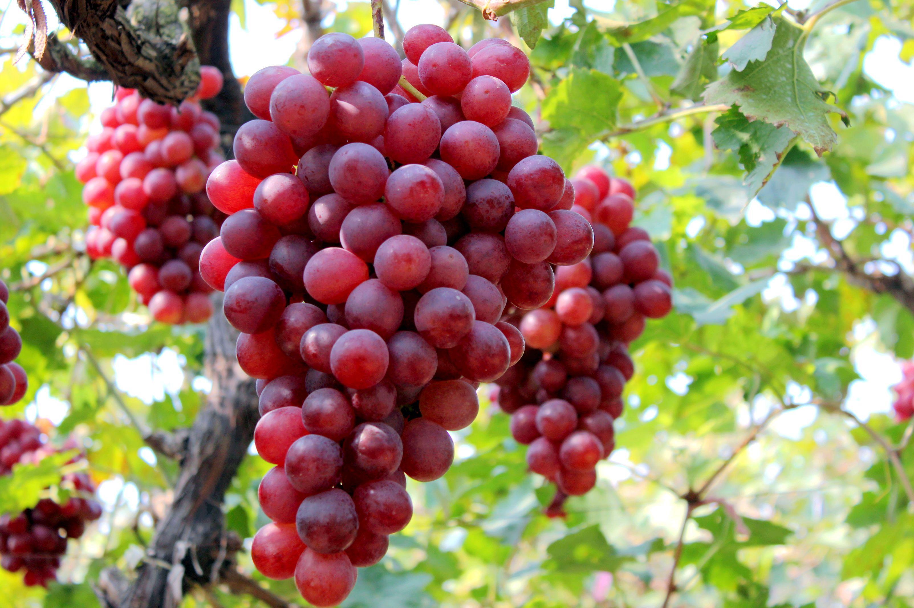 支付宝钱包特惠商品美国红提